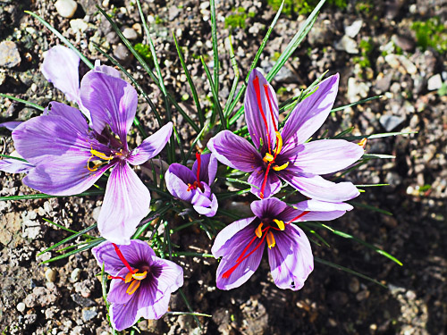 Culture de safran crocus sativus dans mon jardin