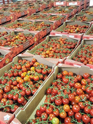 Tomates Les Paysans de Rougeline