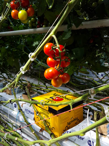 DECOUVERTE Tomates garanties zéro résidus de pesticides Rougeline