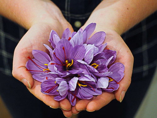 culture de safran crocus sativus