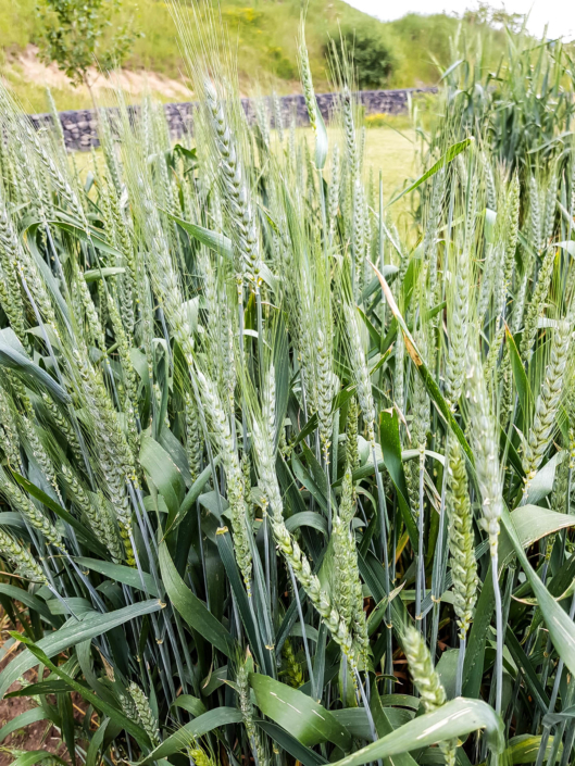 culture de blé bio