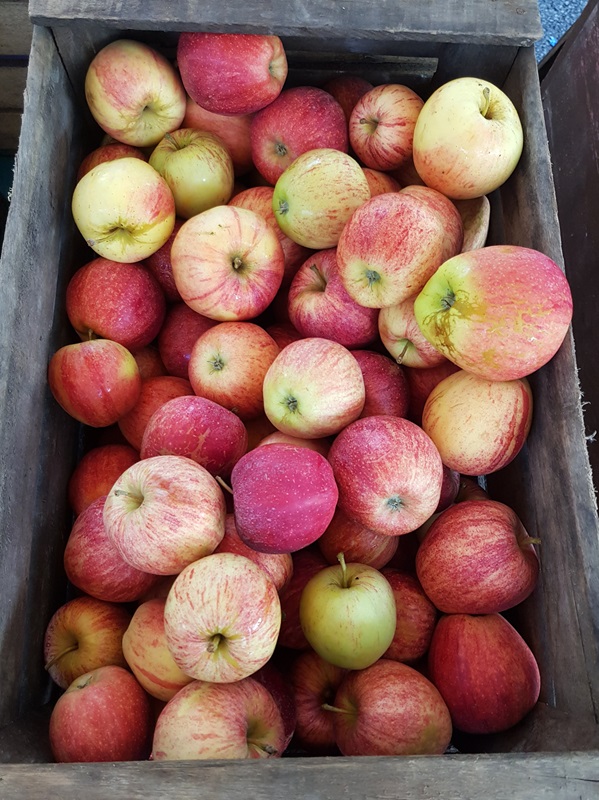 Cagot de pommes gala au marché des producteurs